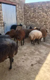 ۲۰راس بره پرواری