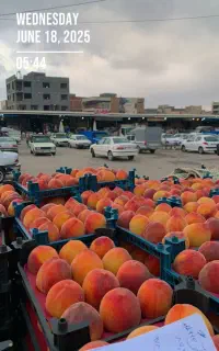 جذب نیروی کار برای میدان میوه و تربار