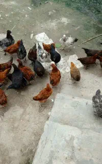 مرغ
