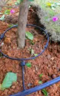 اجرای خدمات آبیاری قطره ای برای درختان