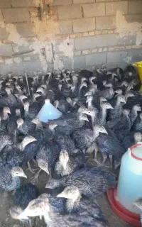 جوجه بوقلمون