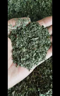 نعنا خشک  تازه با عطر و بو فوق‌العاده