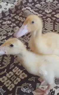 جوجه اردک سالم