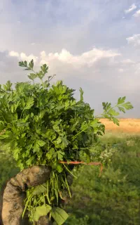 سبزی درجه یک نیشابور