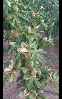 فروش بادام با پوست سبز کاغذی پسته بادام