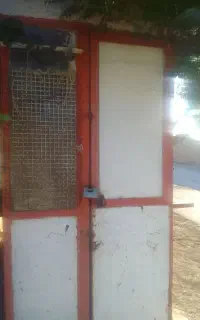 کانکس