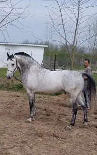 اسب کرد فوق العاده ارام و نجیب