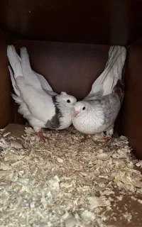 کبوتر