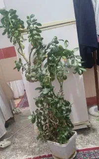 گل قاشقی