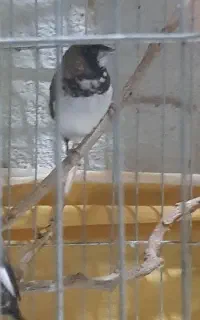 دو جفت فنچ بنگالی برا فروش