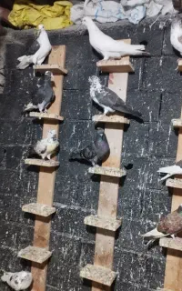 کبوتر پرشی، معاوضه