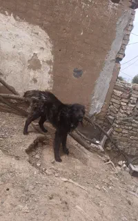 سگ گله ای و نگهبان