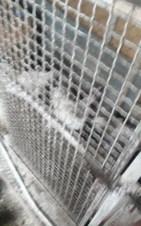 جوجه یک روزه نژاد گلین لری وبرهما وپیرموت بوقلمون