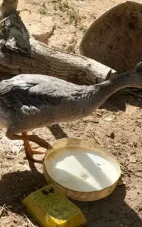 غاز