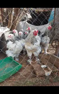 فروش تعدادی مرغ پاپر اصل امپراطور