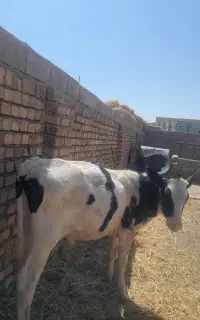 گوساله‌ جوانه ۶ماهه  ۱۶۰ نقد