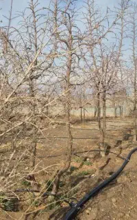 باغ منزل دشت بجد