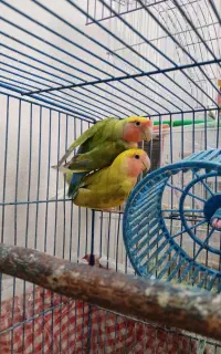 طوطی برزیلی خوشگل