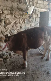 گوساله سیمنتال