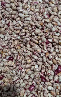 لوبیا چیتی پا کوتاه درجه یک برای کاشت