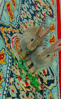 فروش خرگوش بازیگوش دونه ای  ۲۵۰
