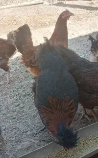 مرغ تخمگذار