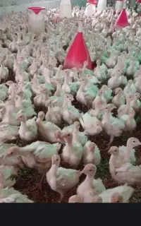 جوجه بوقلمون روس نژاد اصل