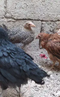 جوجه های محلی زیبا