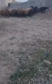 خرید فروش مش لاغر چاق