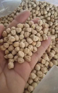 نخود تازه برداشت امسال تمیز و درشت
