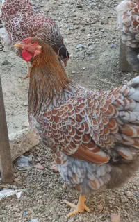 جوجه ویاندوت جاپنیز گلین
