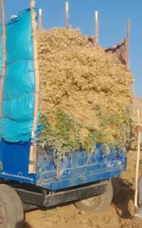 نخودگریت