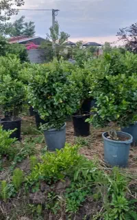 شمشاد یاس هلندی