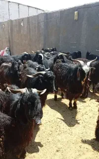 بزغاله نر درجه یک