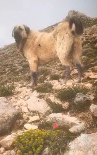 سگه عراقی یا پژدر فی ۶۰