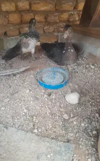 اوردک اسراعیلی