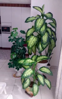 گل طبیعی زیبا