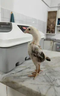 جوجه اوشامو 4ماهه
