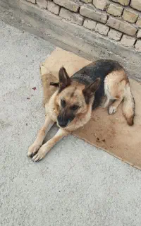 سگ ژرمن
