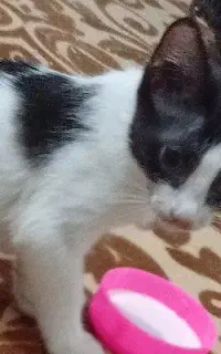 بچه گربه