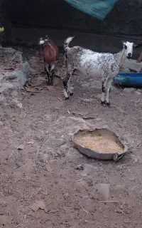 کهره ا