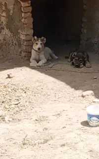 سگ دزدیده شده