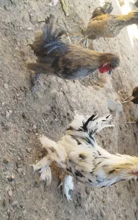 مرغ و خروس نژاد دار