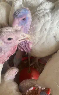 بوقلمون گوشتی بیوتی ۶ وزن کامل