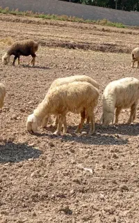 میش و بره گوسفند