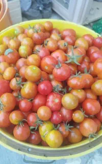 گوجه ریز محلی ترش