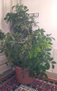 گل پنجه پری