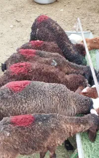 بره علف خور افشار