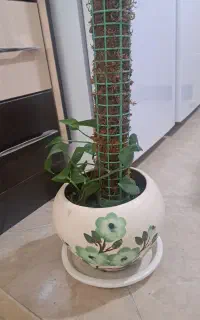 گل طبیعی آپارتمانی