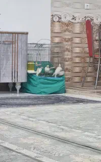 ۳عدد عروس هلندی